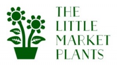 online plants nursery Melbourne - The little market bunch