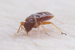 Hydrex Termite & Pest Control