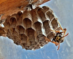 Denver Wasp and Bee Control