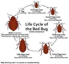 Bed Bug Exterminator Wichita