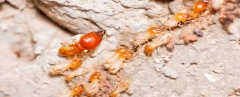 M&R Termite Solutions